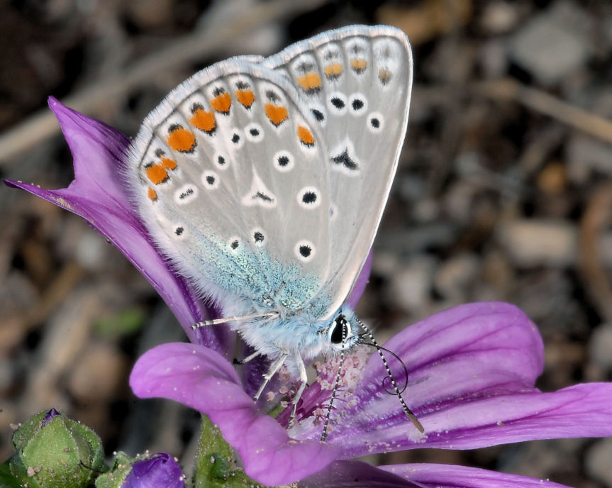 Farfalla n. 2